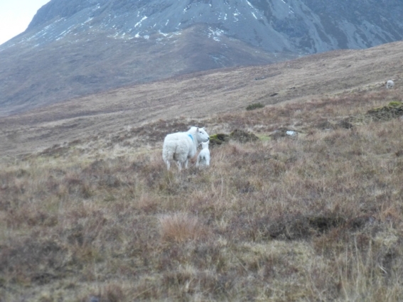 First lamb 4 march