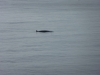 minke-whale-neist