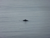 minke-whale-neist2
