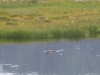 red-throated-diver-at-neist-point